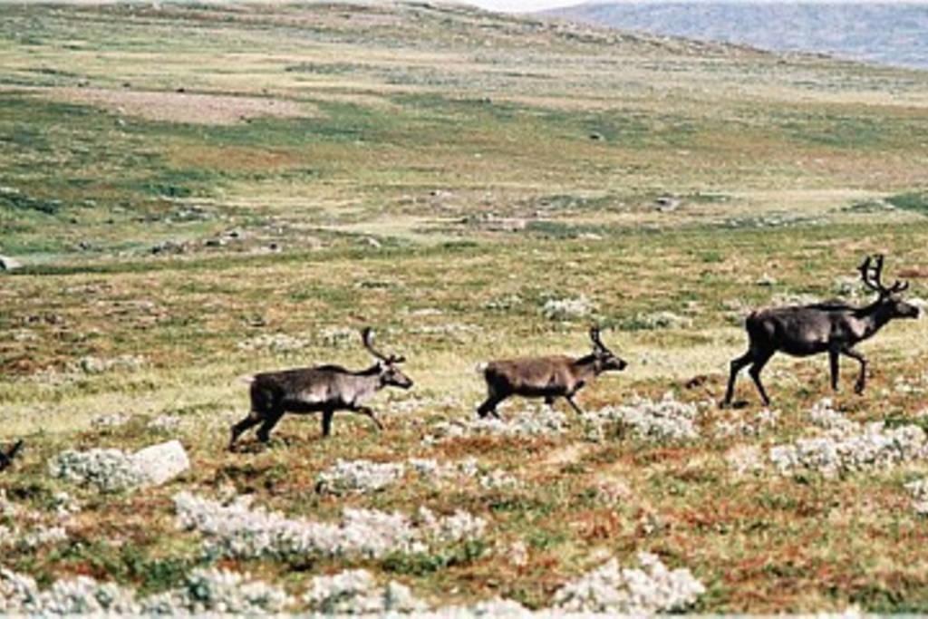 شقة Sulseter Fjellstugu فينسترا المظهر الخارجي الصورة